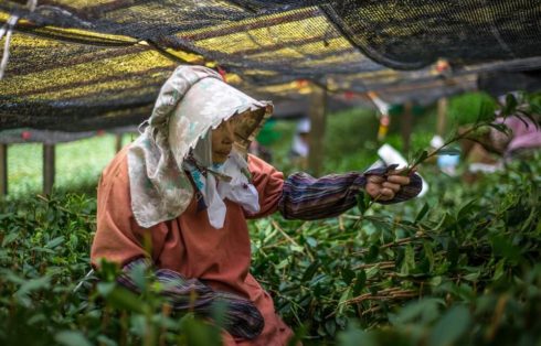 IKYUU Tea Presentation Yame 2