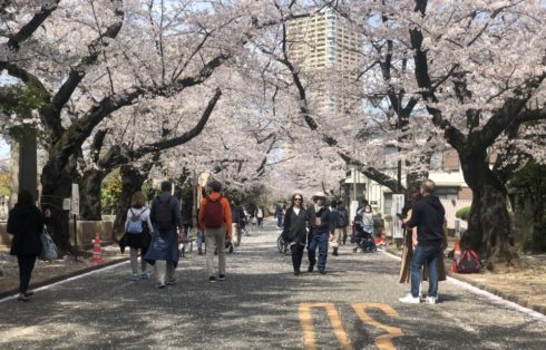 2020 SPRING SEASON- Daytime Hanami (Cherry Blossom Time) With a Local