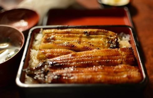 Japanese eel unagi