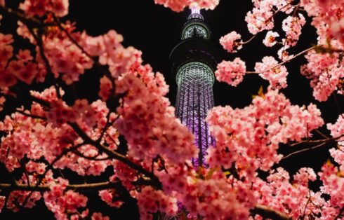 The Skytree of Tokyo behind the cherry blossom branch by night