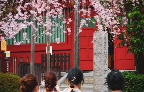Group of Girls Visiting a Shrine in Traditional Clothing for Hanami